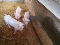 Sow, Pigs — photo 4