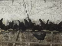 Ayam Cemani — Foto 3