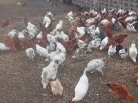 Chickens — լուսանկար 4