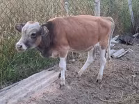 Bull, Cattle — photo 8