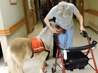Էգ ձի, Miniature horse — լուսանկար 8