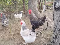 Chickens — Foto 2