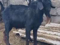 Billy Goat, Anatolian Black goats — photo 3