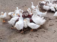 Pekin Alemão — foto 3