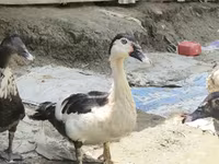 تشاينيز — الصورة 1