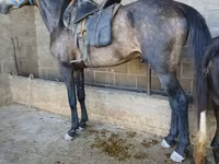 公马, Arabian horse — 照片 3
