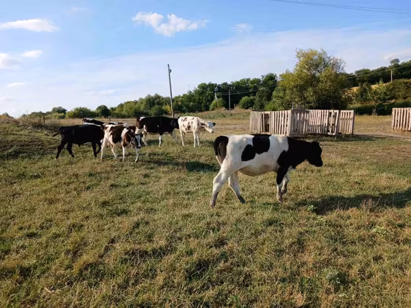 Toro, Russian Black pied cattle