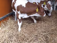 Bull, Pinzgauer cattle — photo 3