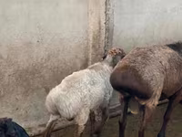 Խոյ, Ոչխարներ — լուսանկար 2