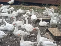 Geese — Foto 2