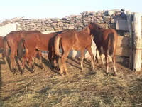 Hengst, Mugalzhar horse — Foto 1