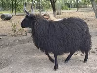 母羊, Racka sheep — 照片 2
