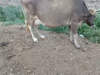Կով, Խոշոր եղջերավոր — լուսանկար 3
