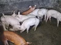 मादा सूअर, Гемпшир — फ़ोटो 1