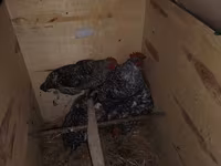 Chickens — Foto 2