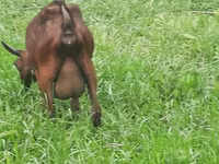 Էգ այծ, Irish goat — լուսանկար 7