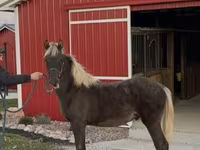 Айғыр, Rocky Mountain Horse — 5-сурет
