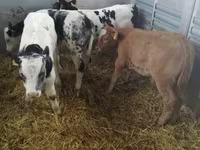 牛只（批次，未指定性别）, Cattle — 照片 4