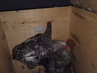 Chickens — Foto 3
