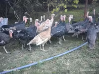 Turkeys — फ़ोटो 4