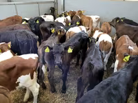 Կով, Russian Black pied cattle — լուսանկար 2