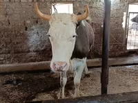 Vaca, Simmental cattle — foto 3