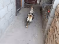 马里讷斯 — 照片 6