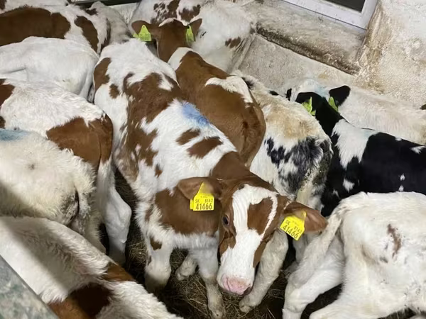 公牛, Simmental cattle