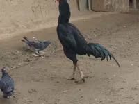 Chickens — Foto 5