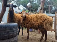 Баран, Персидская черноголовая овца — фото 7