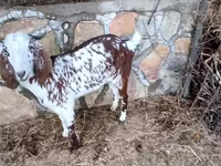 Ziege, Beetal goats — Foto 5