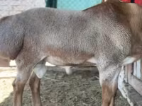 मेढ़ा, Rhon sheep — फ़ोटो 5