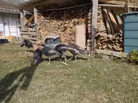 Բրոնզե — լուսանկար 1
