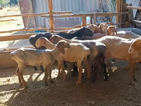 كبش, الأغنام — الصورة 2