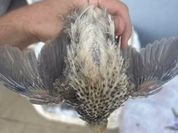 King Quail