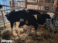 Ցուլ, Russian Black pied cattle — լուսանկար 1