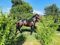 حصان, Swedish warmblood horse — الصورة 4