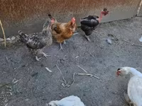 Danish hen — photo 4
