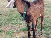 Bode, Nubian Goat — foto 1