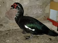 Ducks — Foto 2