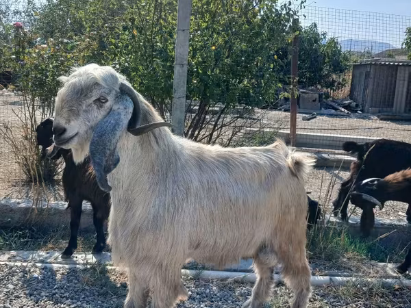 Արու այծ, Այծեր