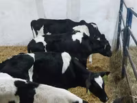 सांड, Russian Black pied cattle — फ़ोटो 2