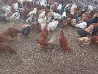 Chickens — լուսանկար 2
