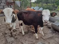 Ցուլ, Simmental cattle — լուսանկար 2