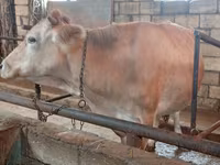 بقرة, Simmental cattle — الصورة 1