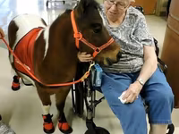 Ձի, Miniature horse — լուսանկար 5