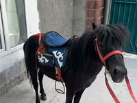 حصان, North Swedish horse — الصورة 2