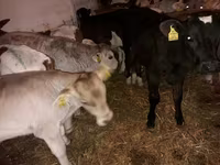 Ցուլ, Simmental cattle — լուսանկար 2