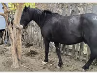 Ձի, Kyrgyz Horse — լուսանկար 2