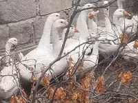 Լինդա — լուսանկար 1